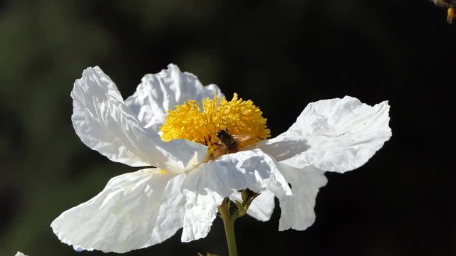 Busy Honey Bees working on Matilija Poppy Flower in Los Angeles California.