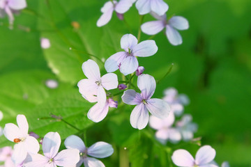 Bloomer honesty (Lunaria) in the forest in spring