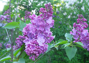 Brushes of blossoming lilacs in the green in May.