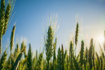 field of green wheat under the sun