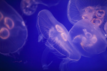 jellyfish