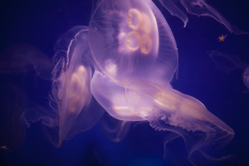 Obraz premium jellyfish