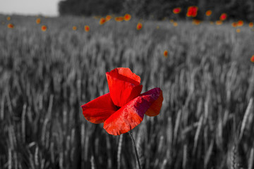 red poppy close-up against a wheat field