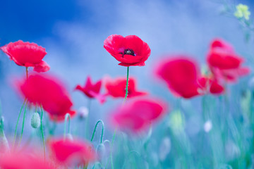 Obraz premium Beautiful Poppy Flower Bloom On Spring Field