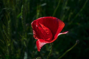 red poppy close-up against a wheat field