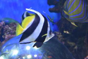 Fototapeta na wymiar Fish Swimming In Aquarium