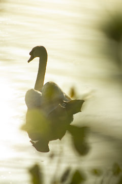 friedlicher schwimmt in der sonne 