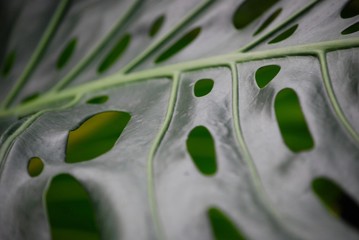 Tropical green leaf with holes texture