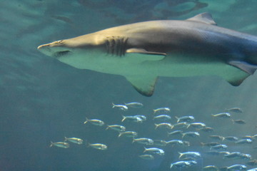 Shark And Fish Underwater