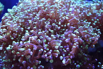 Fototapeta na wymiar Sea Anemone Marine Life