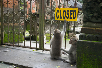 Bali: Two grey monkeys sitting near gate with sign Closed