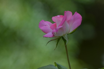 Obraz premium rose