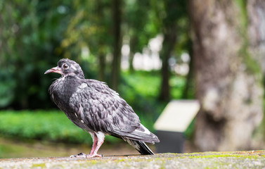 Close up photo of a grey bird