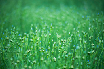 Flax field. Blue flowers, the formation of the bolls of flax