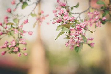 Wildflowers on a tree in the spring