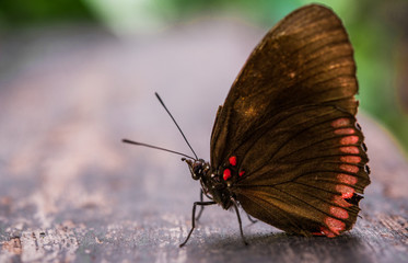 Close up macro photography of a colorful butterfly