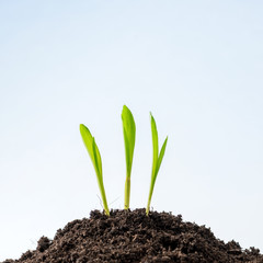 young plant growing on heap of earth