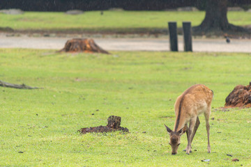 Deer in Nara Park. Japan.