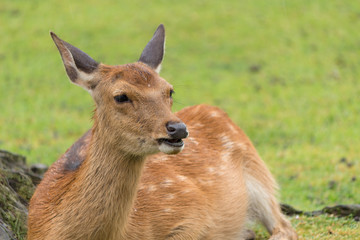 Deer in Nara Park. Japan.