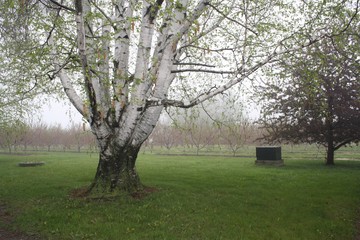 Large Old Birch Tree with misty background