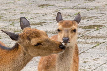 Deer in Nara Park. Japan.