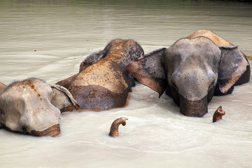 Elephants bathing 