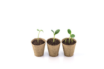 Young plants in a peat pot isolated on white background
