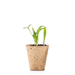 Young plants in a peat pot isolated on white background