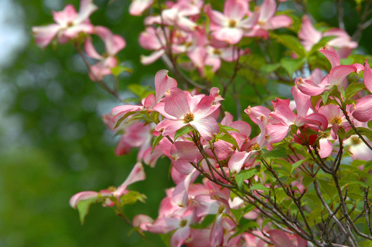Blossoms on Pink Dogwood