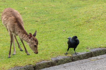 Deer in Nara Park. Japan.