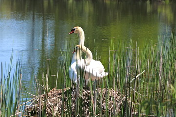 swans of spring