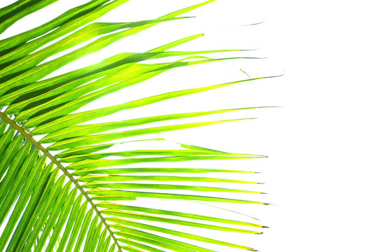 Part of coconut leaf on white background.