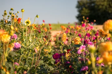 Fensteraufkleber Colorful field of flowers © A. Emson