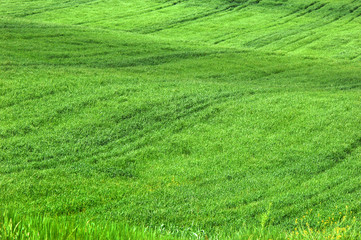 Obraz na płótnie Canvas Field of Green