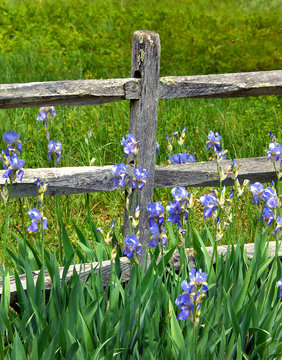Fence Post Surrounded by Wild Irises