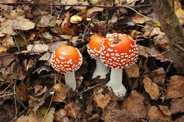 Amanita near Nikola-Lenivets village. Kaluga oblast. Russia