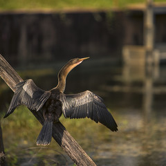 Limpkin Bird Sun Bathing