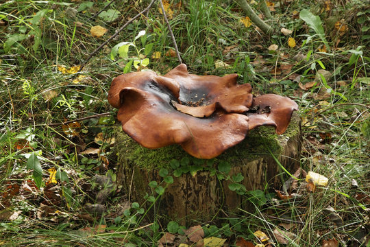 Mushroom near Nikola-Lenivets village. Kaluga oblast. Russia