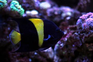 Asfur Angelfish (Pomacanthus asfur) 