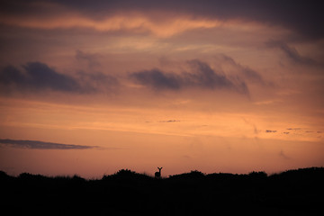Deer silhouette sun set