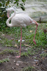 flamingo