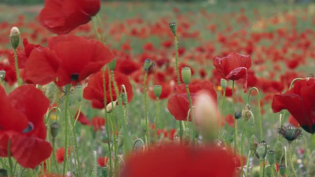 Spring blossoming Poppy field. Papaver is the source of the crude drug opium which contains powerful medicinal alkaloids such as morphine and has been used since ancient times as an analgesic and