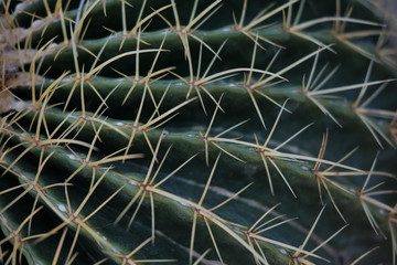 Naklejka na ściany i meble High Desert Cactus