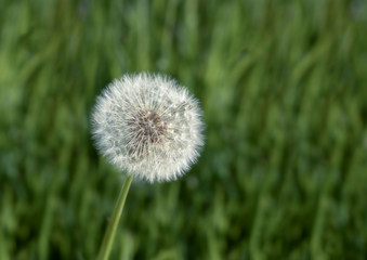 Close up of the seed head of dandelion flower