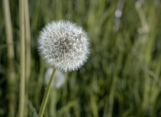 Close up of the seed head of dandelion flower