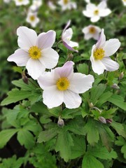 White anemone flowers, variety Wild Swan
