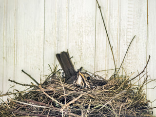 Robin in nest brooding