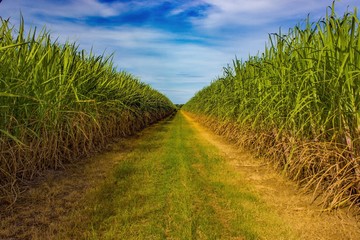 Sugarcane plantation, Australia. - obrazy, fototapety, plakaty