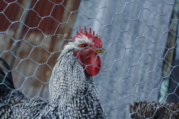 Plymouth rock breed rooster in a cage hand raised with hens on a farm in Tamworth, Rural Australia
