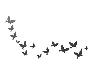 Bird background Template